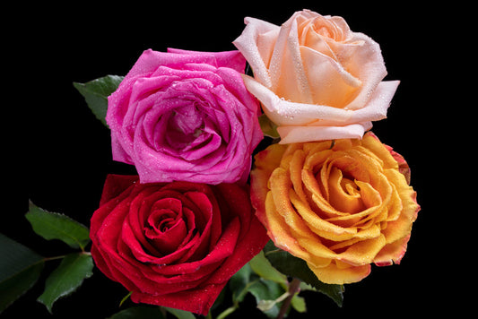 Rose Color Research: The Meaning of Rose Arrangements in Dubai